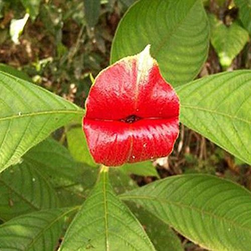 50 Pcs Blazing Red Lips Flower Seeds Psychotria Elata Flower Seed Garden Plant - Thumbnail 6