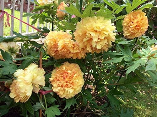 Yellow Peony Roots - 1 Bulb Fragrant Long Lasting Blooms Garden Bonsai Flowers Planting Now