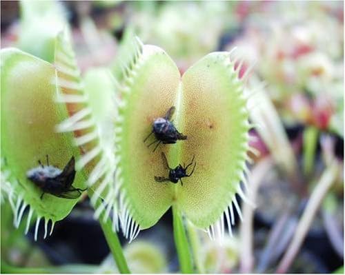 Just Green Pianta Carnivora Dionaea Muscipula O Venere Acchiappamosche Amazon It Giardino E Giardinaggio