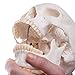3B Scientific A20/1 Classic Skull on Cervical Spine 4-part - 3B Smart Anatomy