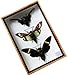 REAL 3 MIXS CICADA INSECT TAXIDERMY SET IN BOXES DISPLAY FOR COLLECTIBLES