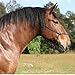 Rope Halters for Horses Training Soft - 11 Sizes - Miniature, Foal, Weanling, Small Pony, Cob/Arab, Horse, Warmblood, Draft