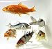 Toledo Goldfish Live Standard Koi for Ponds, Aquariums or Tanks – USA Born and Raised – Live Arrival Guarantee (3 to 4 inches, 100 Fish)thumb 2