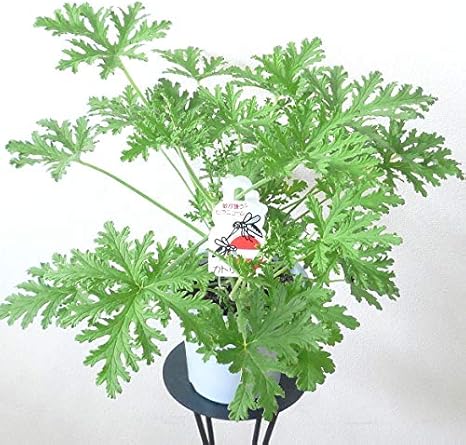 Amazon ご自宅用に ４号鉢 蚊取り草 ハーブ ゼラニウム シトローサ 観葉植物 オンライン通販