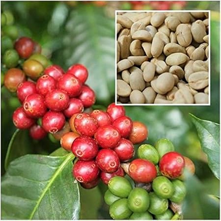 PLAT FIRM GERMINATIONSAMEN: Coffea Arabica 20 Samen, Kaffeesamen, Arabica zum Anbau, Pflanze aus Thai