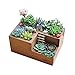 Wooden Succulent Planter Boxes for Indoor House Miniature Plants, Succulents Cacti Fairy Garden Container