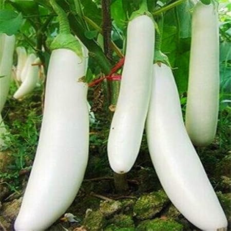 Seeds Point Brinjal Long Eggplant Vegetable Seeds (White) - 30 Seeds
