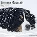 Bernese Mountain Dog Calendar 2017 - Dog Breed Calendars - 2016 - 2017 wall calendars - 16 Month by Avonside