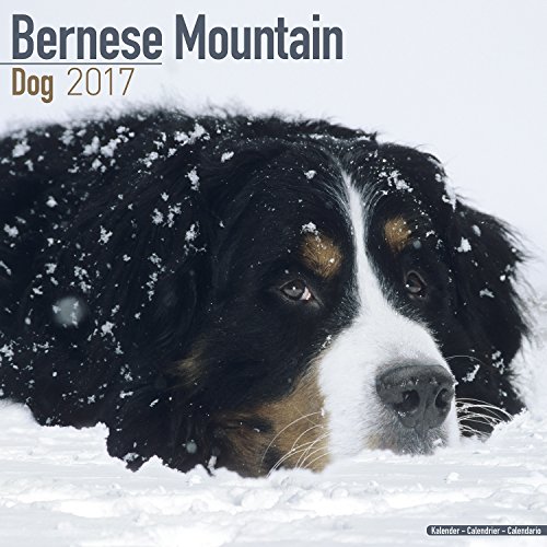 Bernese Mountain Dog Calendar 2017 - Dog Breed Calendars - 2016 - 2017 wall calendars - 16 Month by Avonside