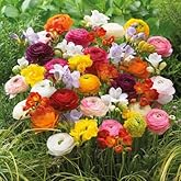 Votaniki Grand Freesia & Ranunculus Flower Bulbs - Set of 22 Ranunculus & Freesia Flower Bulb Mix