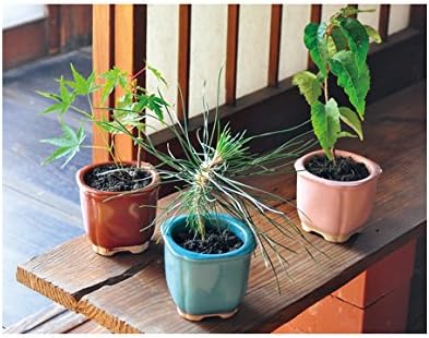 Amazon 栽培キット 栽培セット ミニ盆栽 Seishin 聖新陶芸 和心盆栽栽培セット 桜 観葉植物 インテリアグリーン Seishin 栽培キット 通販