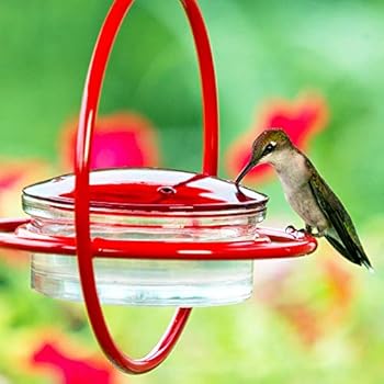 Best Small Glass Hummingbird Feeder With Red Perch Bird Wildlife