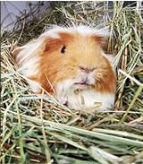 William Hunter Friendly ReadiGrass 1kg High Fibre For Rabbits & Guinea Pigs view 6