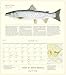 Trout of North America Wall Calendar 2020
