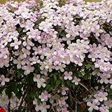 Jasmin pflanze winterhart Jasmin pflanze winterhart