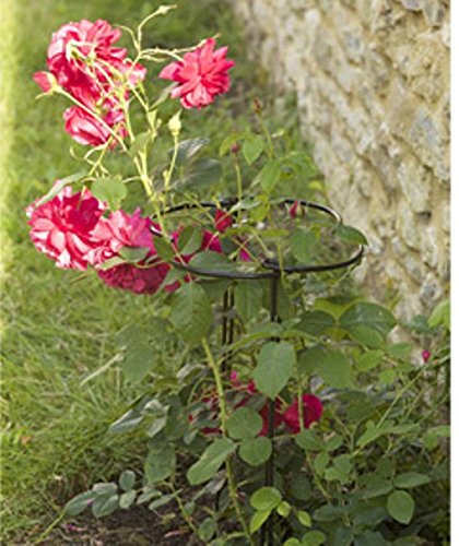 Desconocido Gro-Hoops - Patas (40 cm, 25 cm): Amazon.es: Jardín
