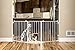 Carlson 76 Inch Wide Flexi Configurable Walk Through Pet Gate,Off-white