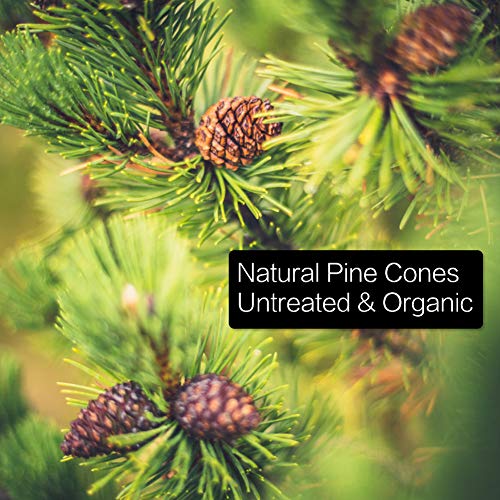 HANGNUO 140PCS Natural Pine Cones and Artificial Acorns for Crafts Ornaments Fall Thanksgiving Christmas Vase Filler Farm House Decoration