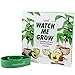 AvoSeedo Avocado Plant Kit – Kids Grow Your Own Avocado, Watch Me Grow Kit, Family Project Kit, Grow Avocado, Great For Kids And Adults, Watch Me Grow Book Included