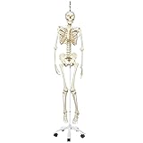 3B Scientific Physiological Skeleton