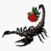 Scorpion Bumper Sticker Vinyl Decal 5