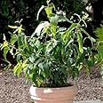 Outsidepride 50 Seeds Perennial Eucalyptus Lemon Bush Flower Seeds for Planting