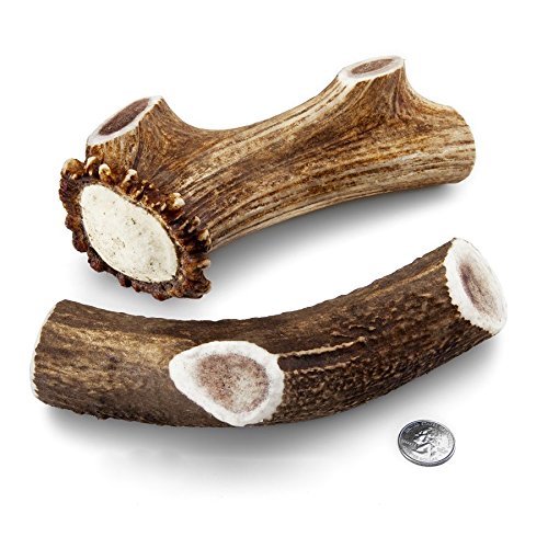 Mountain Dog Chews -X-Large Whole Elk Antler Dog Chew 8-10