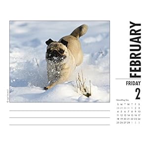Just Pugs 2018 Calendar