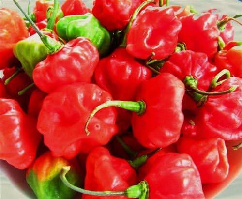 Pinkdose Cachucha Pepper Aji Dulce Cuban Sweet Chili Cubano Spanish Cooking Seeds 100 Seeds Amazon De Garten