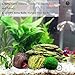 SunGrow Betta Cave, Coconut Shell Habitat, Soft, Smooth Edged Spacious Hideout for Resting and Reproducing, Shelter and Hideout for Betta Babies