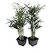 Victorian Parlor Palm 2 Plants - Chamaedorea - Indestructable - 3" Pots primary