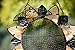 Evergreen Garden Sunflower Metal and Glass Hanging Mesh Bird Feeder - 12.5”W x 3