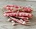 Cranberry Beans, 5 Pounds - Kosher, Borlotti