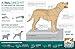Kurgo Loft Dog Jacket - Reversible Fleece Winter Coat - Cold Weather Protection - Wear With Harness Or Additional Layers - Reflective Accents, Leash Access, Water Resistant - Grass Green/Charcoal, M
