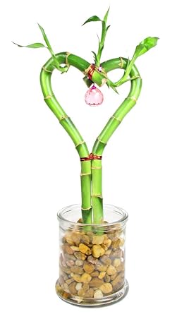 Heart Lucky Bamboo In Round Clear Glass Vase Amazon Com Grocery