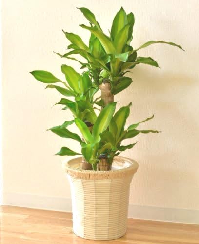 Amazon 幸福の木 ドラセナ マッサン 7号鉢 インテリアバスケット 観葉植物 インテリア グリーン 観葉植物 オンライン通販