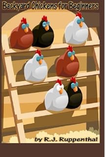 Best Chicken Breeds 12 Types Of Hens That Lay Lots Of Eggs Make