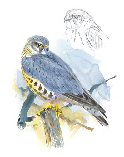 Sketching & Illustrating Birds: Professional Drawing Class - Thumbnail 2