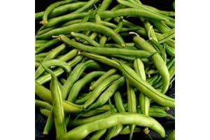 FRESH BRAND SNAP BEANS GREEN FRESH PRODUCE FRUIT VEGETABLES PER POUND
