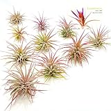 The Drunken Gnome AIR PLANTS - IONANTHA FUEGO - 10 PACK - air purifying flowering tillandsia for terrarium, fairy garden starter kit, home office, indoor outdoor, corporate gift (10 FUEGO)