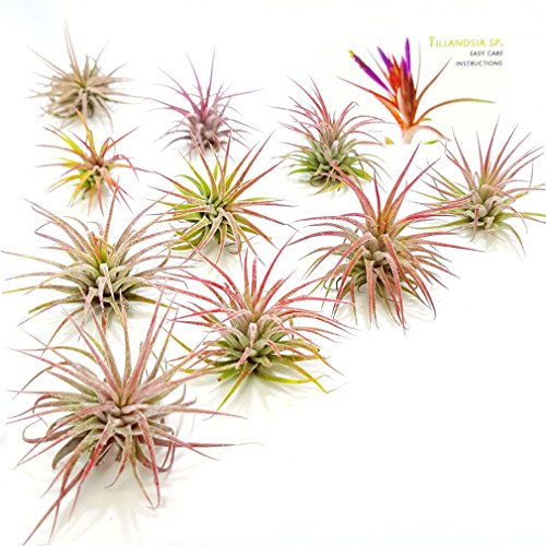 The Drunken Gnome AIR PLANTS IONANTHA FUEGO 10 PACK