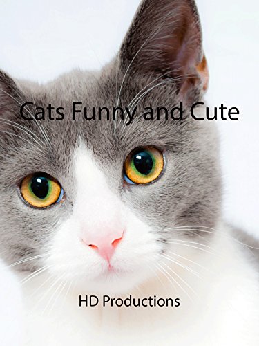 Clip: Cats Funny and Cute