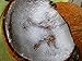 Jaguar GLF220007 Grater Coconut Scraper with Screw, One Size
