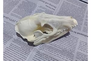 FGRID Animal Specimen Real Animal Skull Specimen Taxidermy Cleaned Skull Collection Fox, cat, Mink, Crocodile, Dog, Raccoon, Snake, Rabbit, Goat ，Muskrat，Nutria，Fox's paw (2pcs,Raccoon)