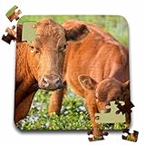 Danita Delimont - Cattle - Red angus cow and calf