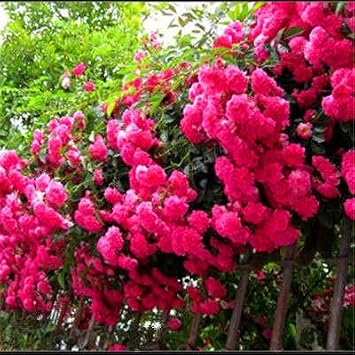 ShopMeeko Semillas: 100 Rose Planta Plantas Plantss 24 Especies ...