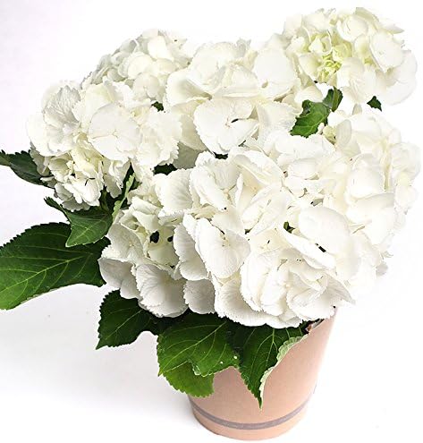 Amazon Co Jp 母の日 17 Mother S Day 送料無料 白い紫陽花鉢植え 5号 花鉢 食品 飲料 お酒