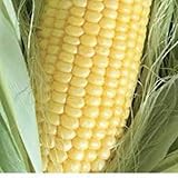 Corn Seed, Golden Bantam Sweet Corn, Heirloom, Organic, Non Gmo, 20+ Seeds,