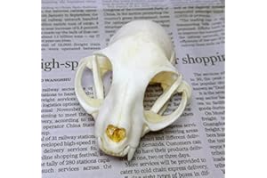 FGRID Animal Specimen Real Animal Skull Specimen Taxidermy Cleaned Skull Collection Fox, cat, Mink, Crocodile, Dog, Raccoon, Snake, Rabbit, Goat ，Muskrat，Nutria，Fox's paw (1pcs,The cat)