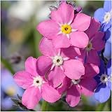 Package of 1,000 Seeds, Rose Forget-Me-Not (Myosotis alpestris) Non-GMO Seeds by Seed Needs